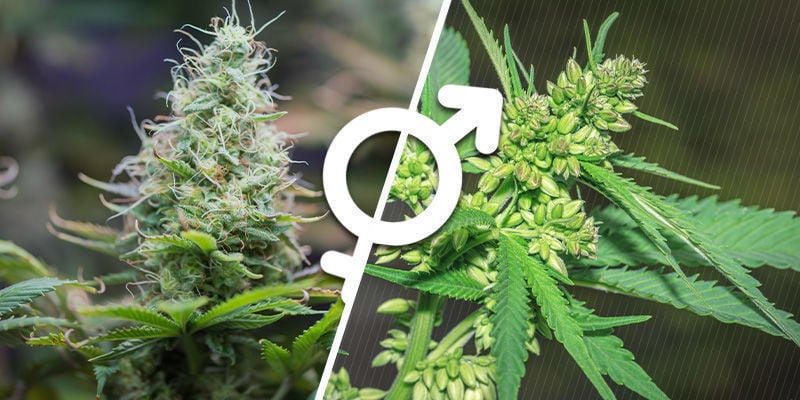 Regular And Feminized Cannabis Seeds Whats The Difference Zamnesia